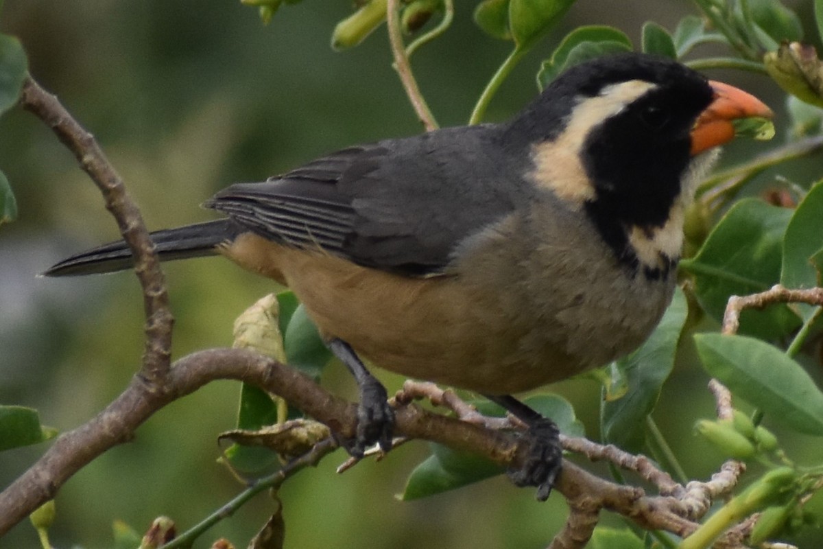 Golden-billed Saltator - ML645970391