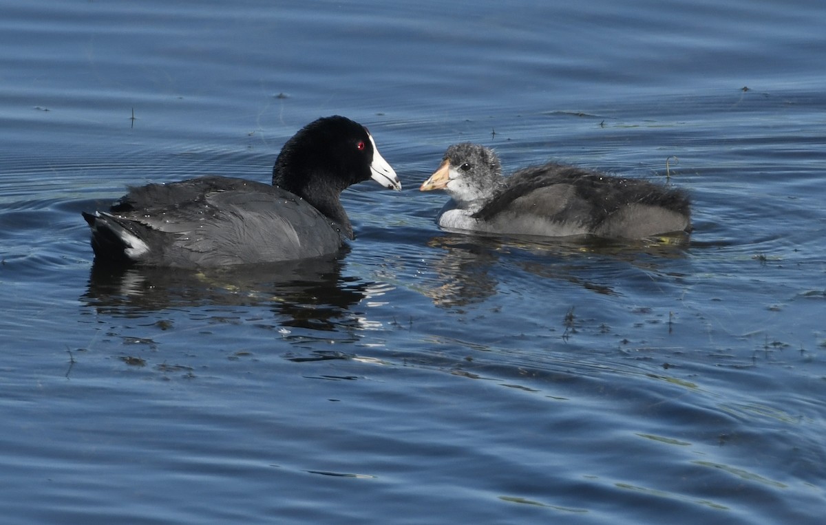 Лиска американська - ML645970393