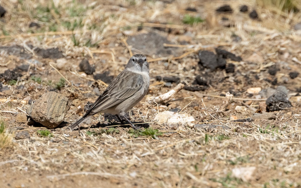Ash-breasted Sierra Finch - ML645970398