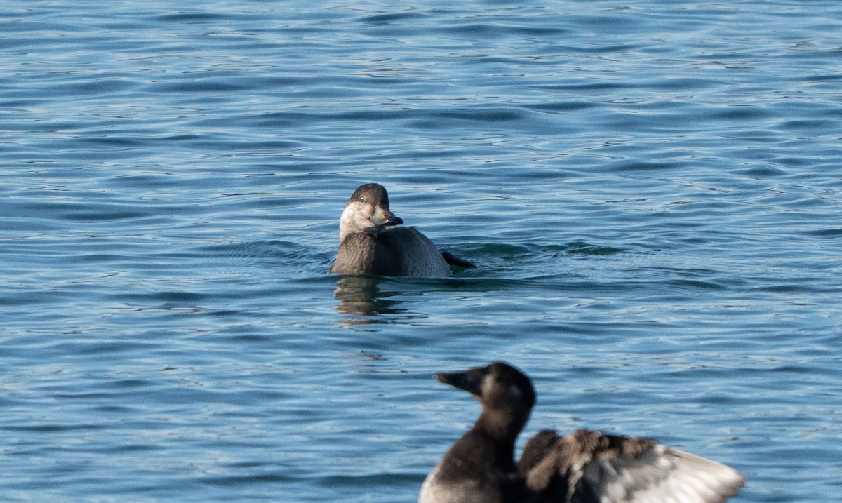 Black Scoter - ML645970403