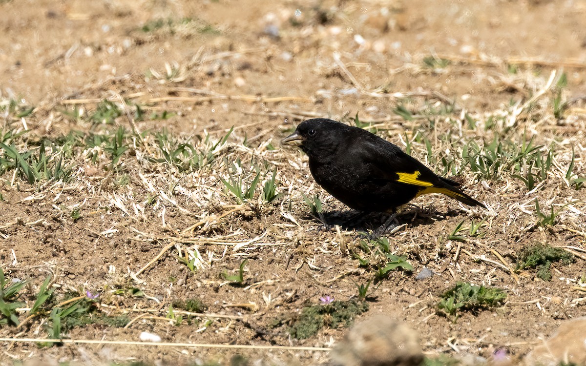 Black Siskin - ML645970407