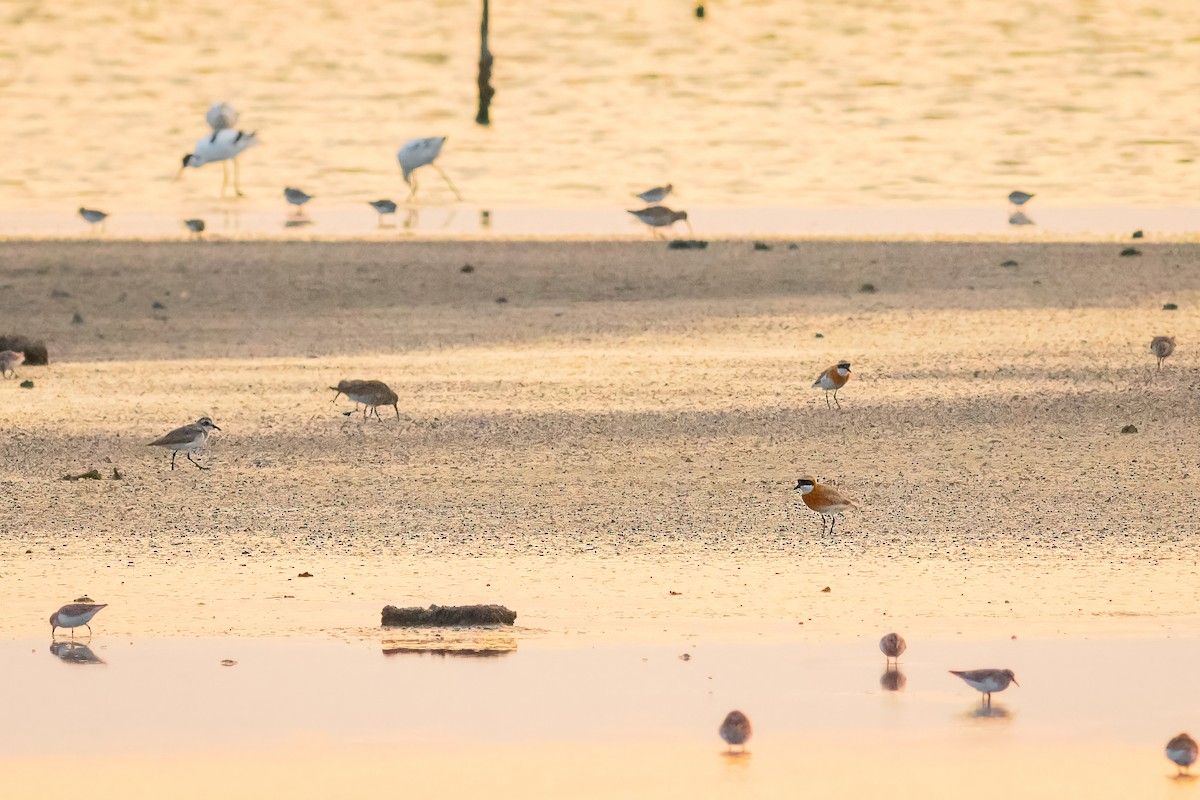 Tibet Cılıbıtı - ML645970414