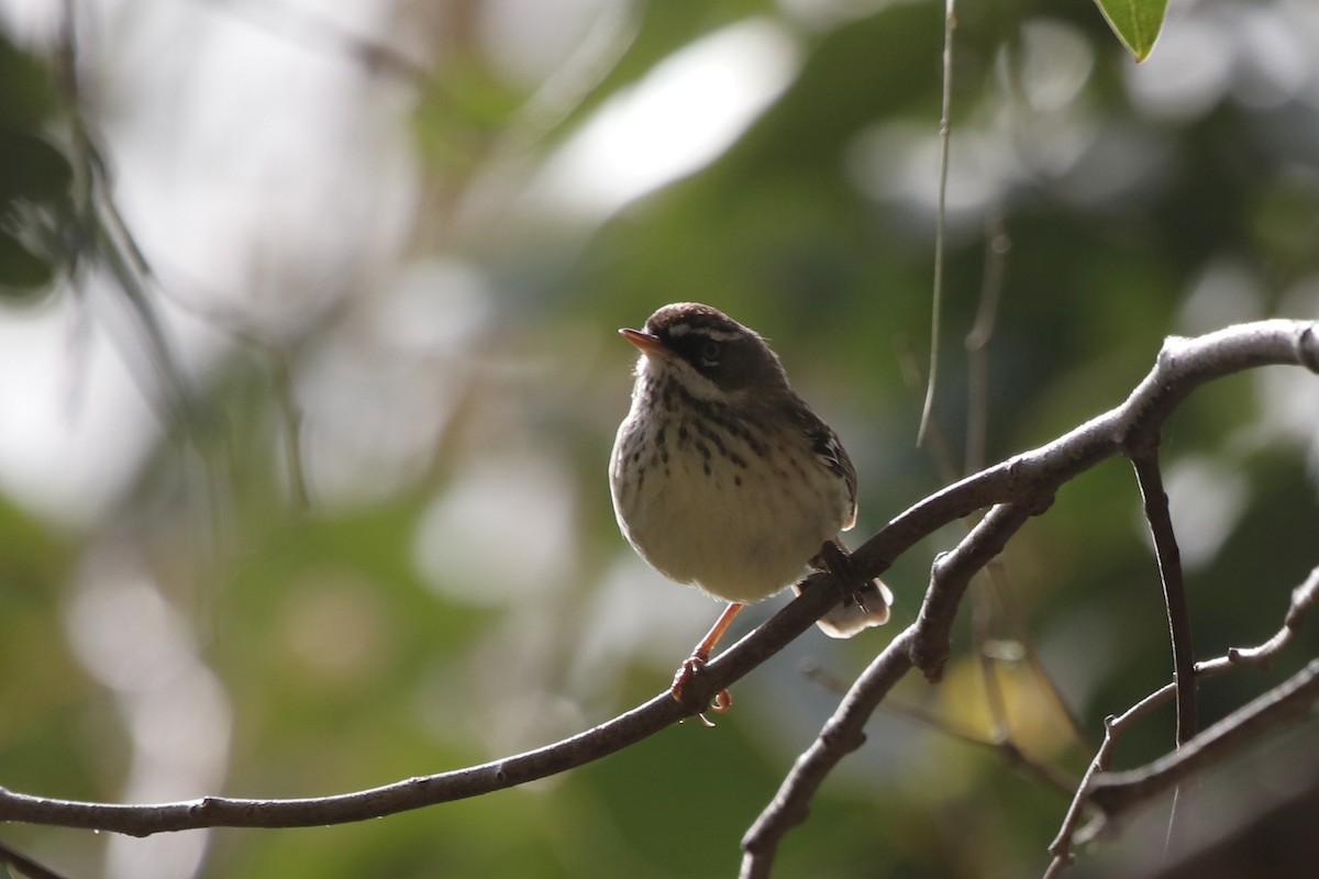 Spotted Scrubwren - ML645970440