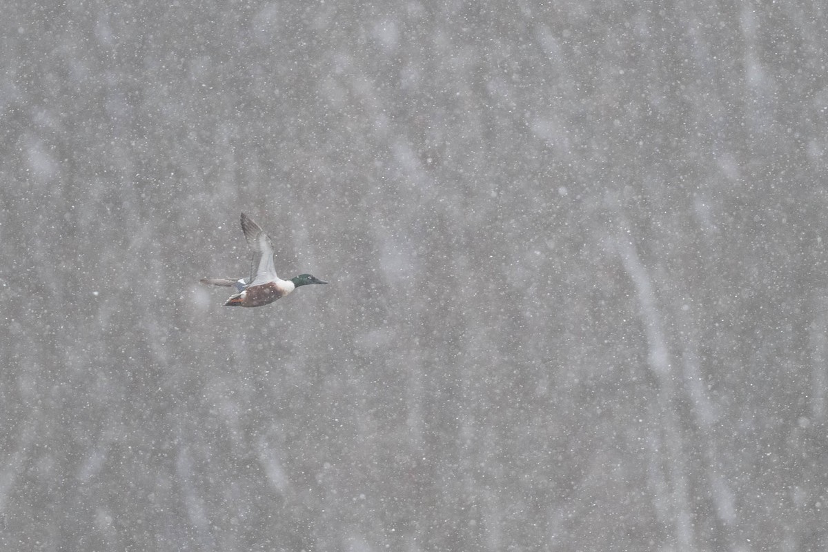 Northern Shoveler - ML645970456