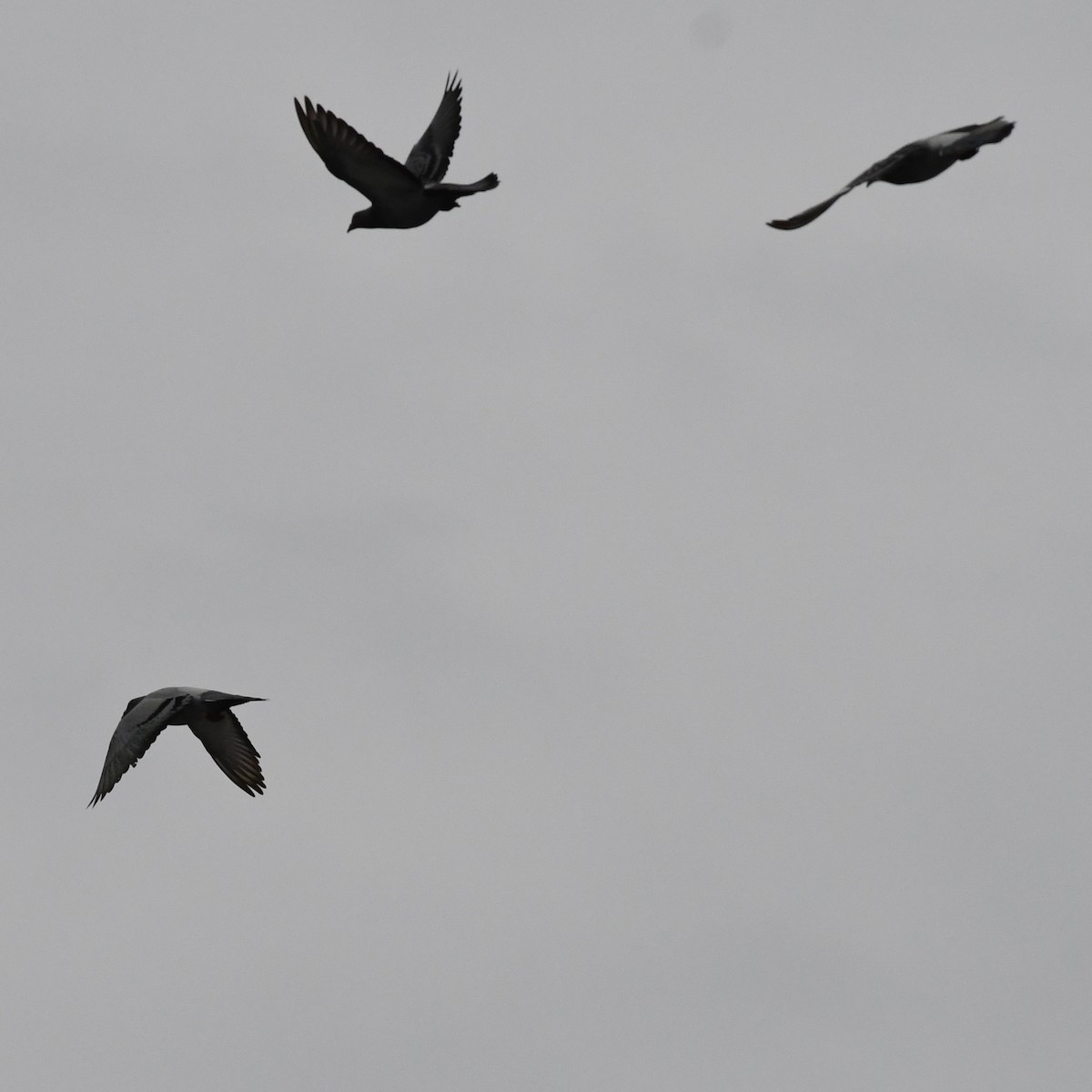 Haitz-usoa (etxekoa) - ML645970457