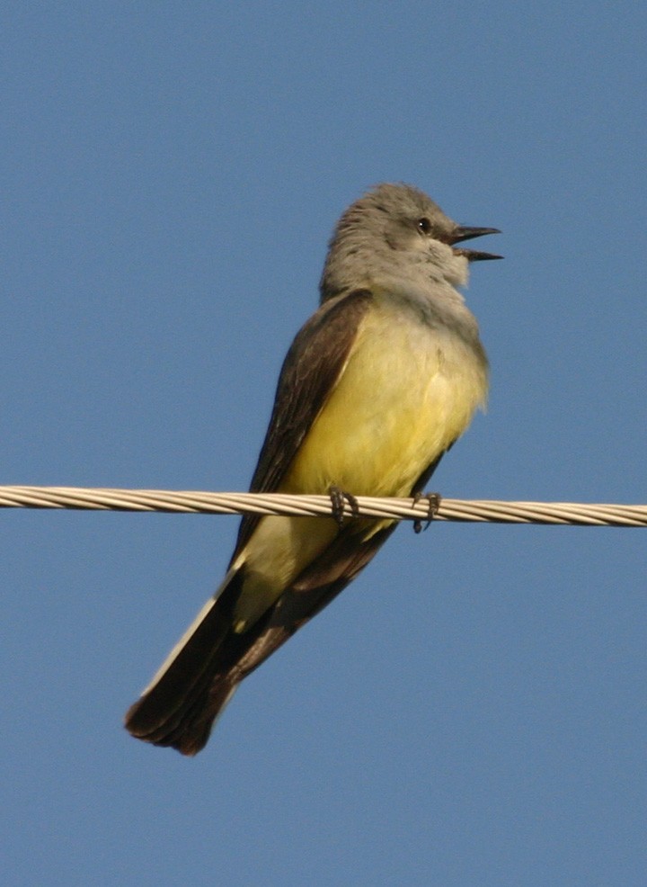 Western Kingbird - ML645970460