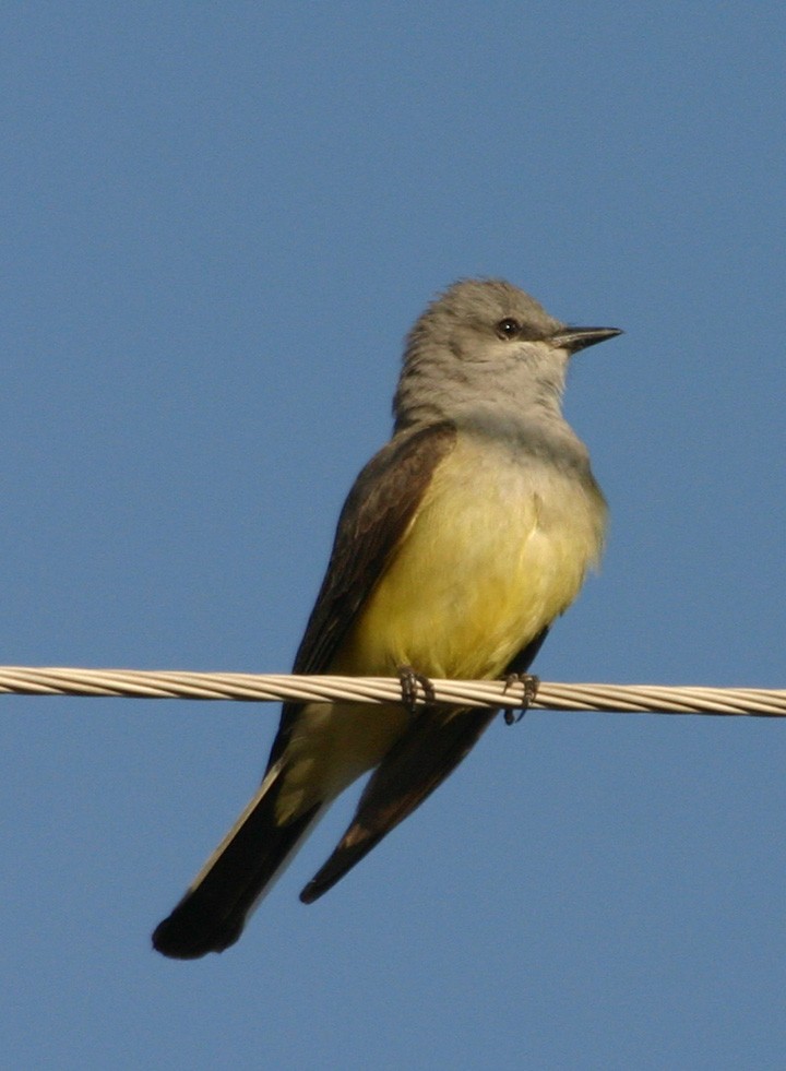 Western Kingbird - ML645970461