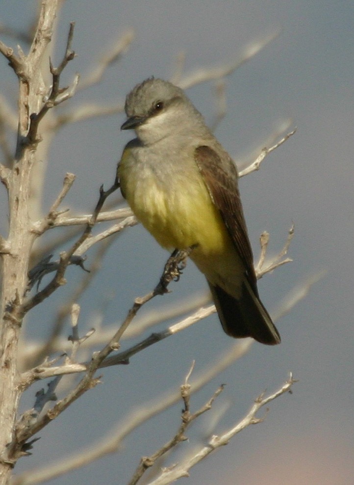 Western Kingbird - ML645970462
