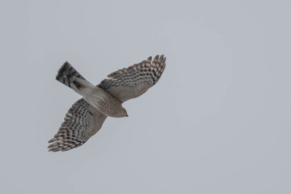 Sharp-shinned Hawk - ML645970463