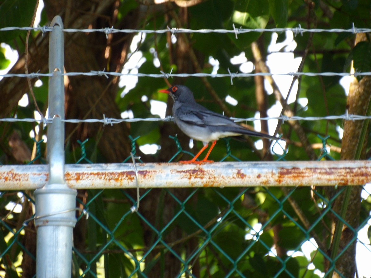 Eastern Red-legged Thrush - ML645970464