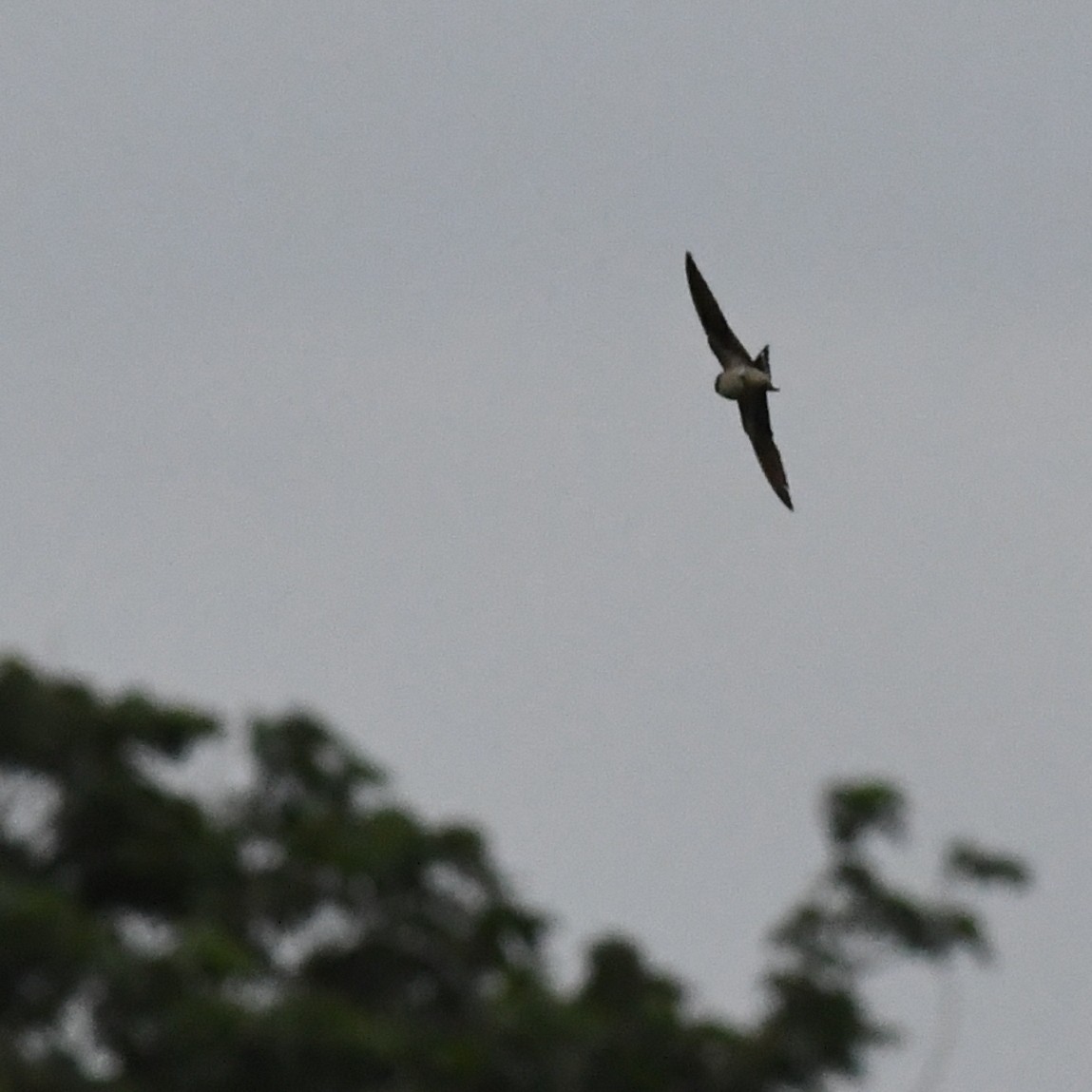 vlaštovka obecná - ML645970467