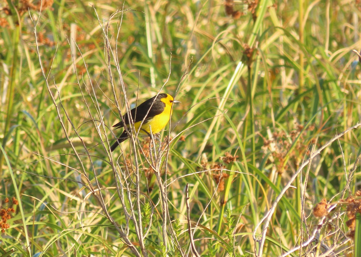 Saffron-cowled Blackbird - ML645970474