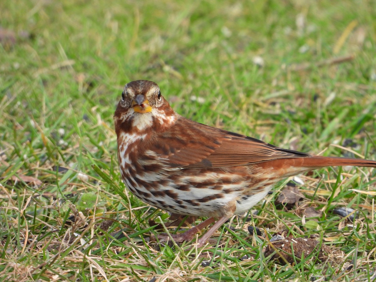 Fox Sparrow - ML645970486