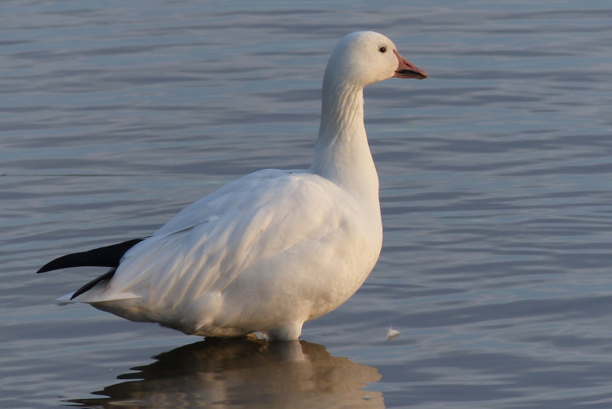 Snow Goose - ML645970489