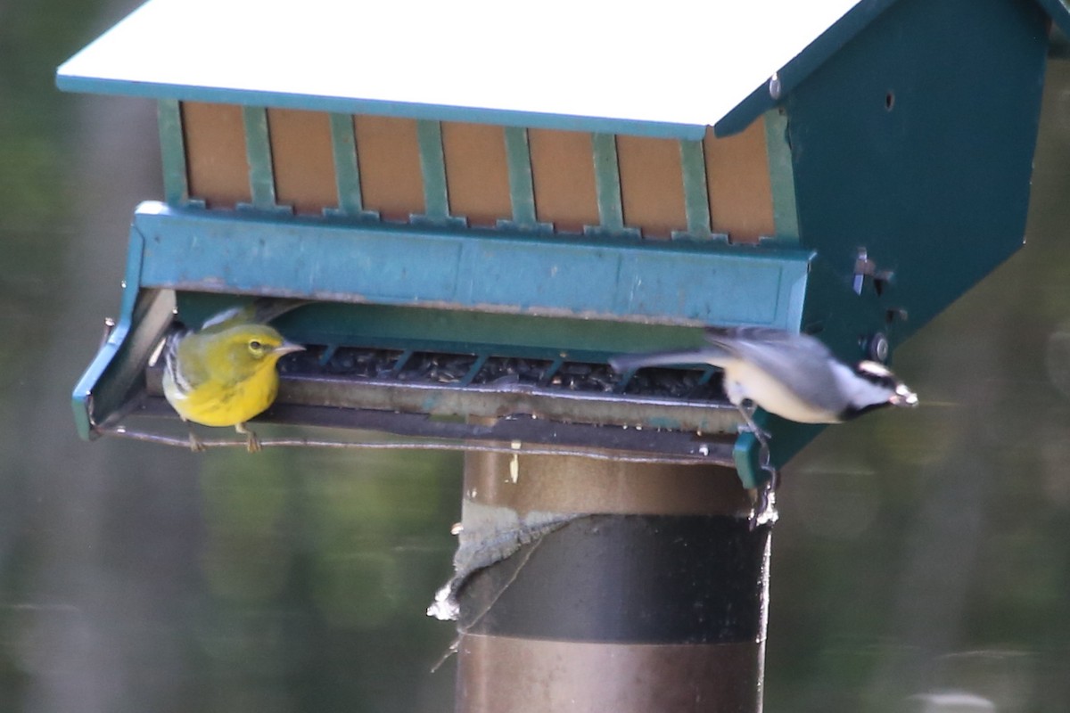 Pine Warbler - ML645970492