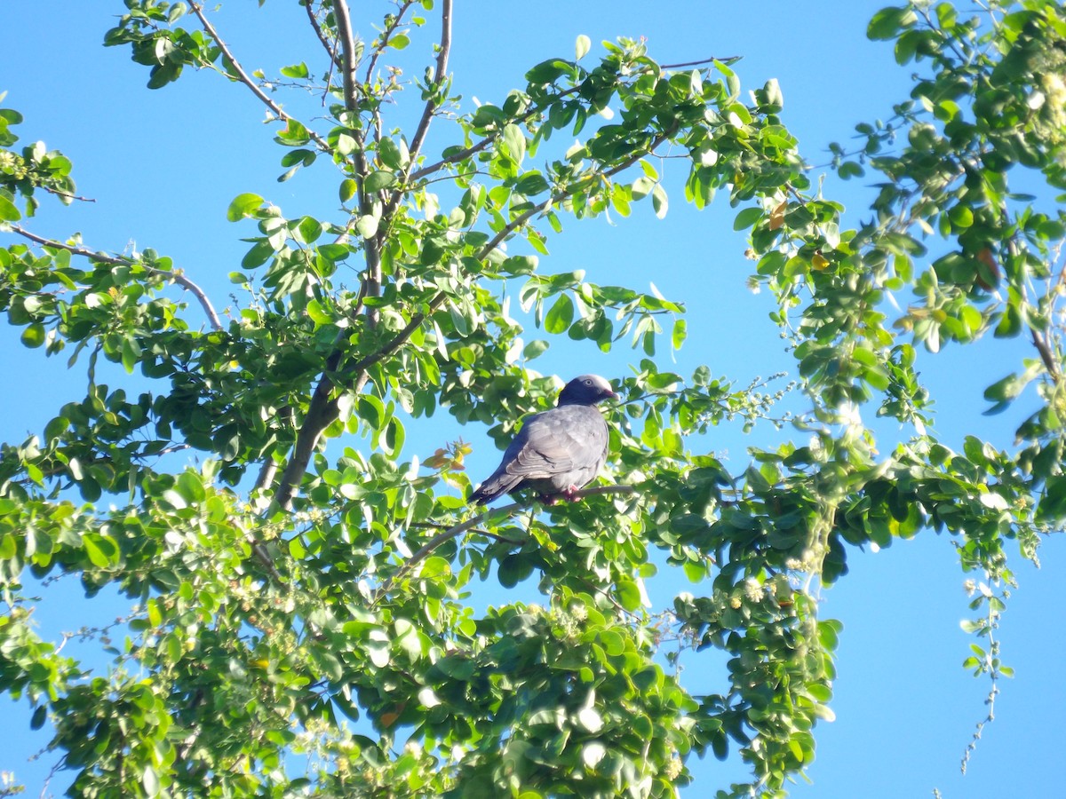 holub antilský - ML645970494