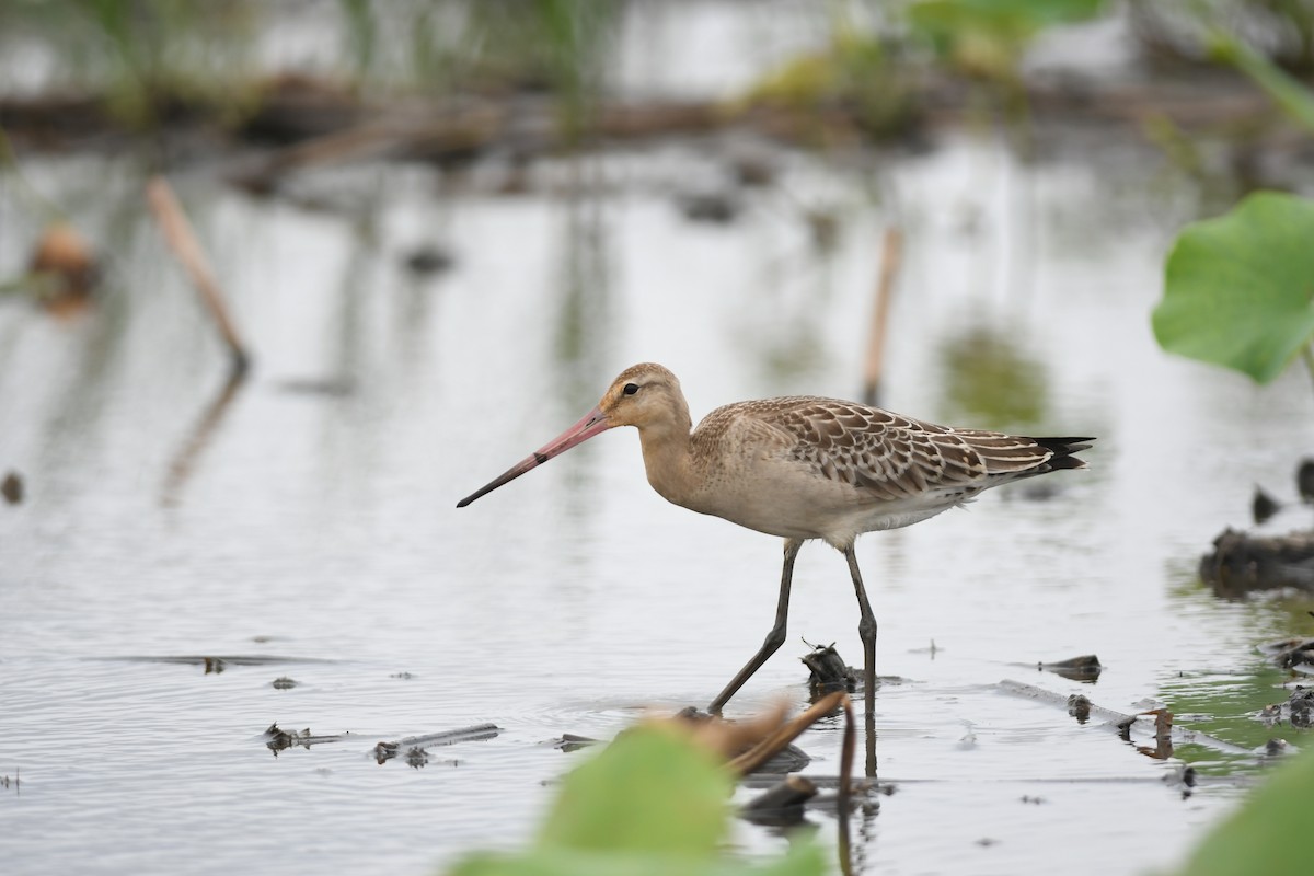 svarthalespove - ML645970498