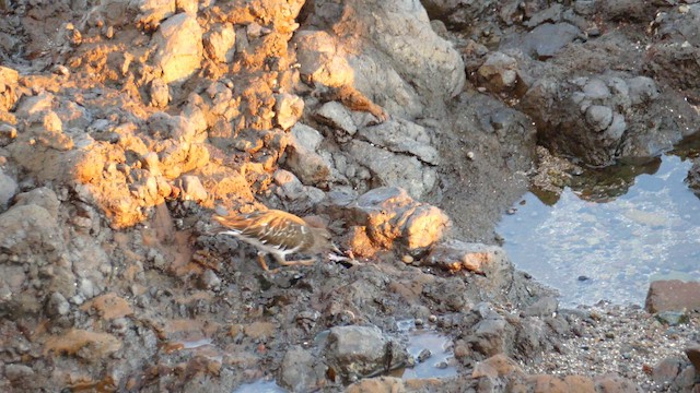 Крем'яшник чорний - ML645970499