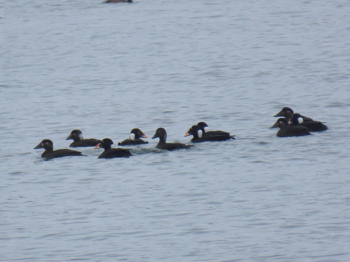 Surf Scoter - ML645970538