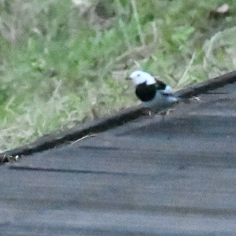 White Wagtail - ML645970539