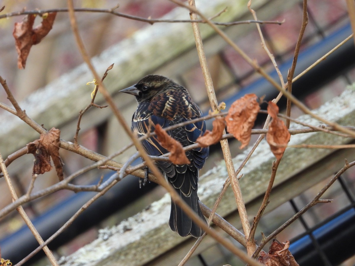 Red-winged Blackbird - ML645970546
