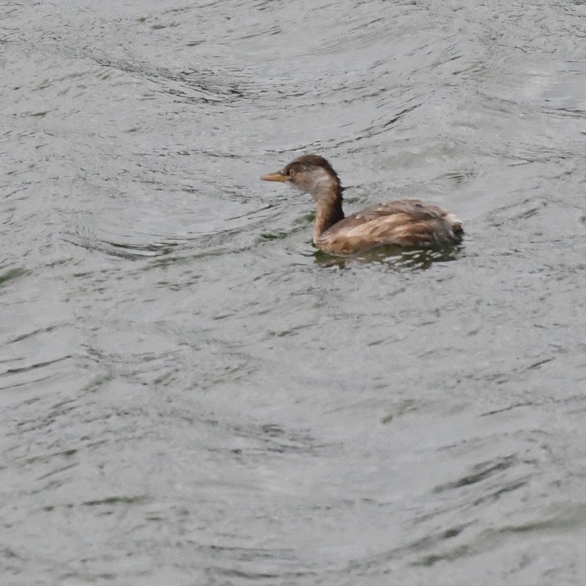 Пірникоза мала - ML645970557