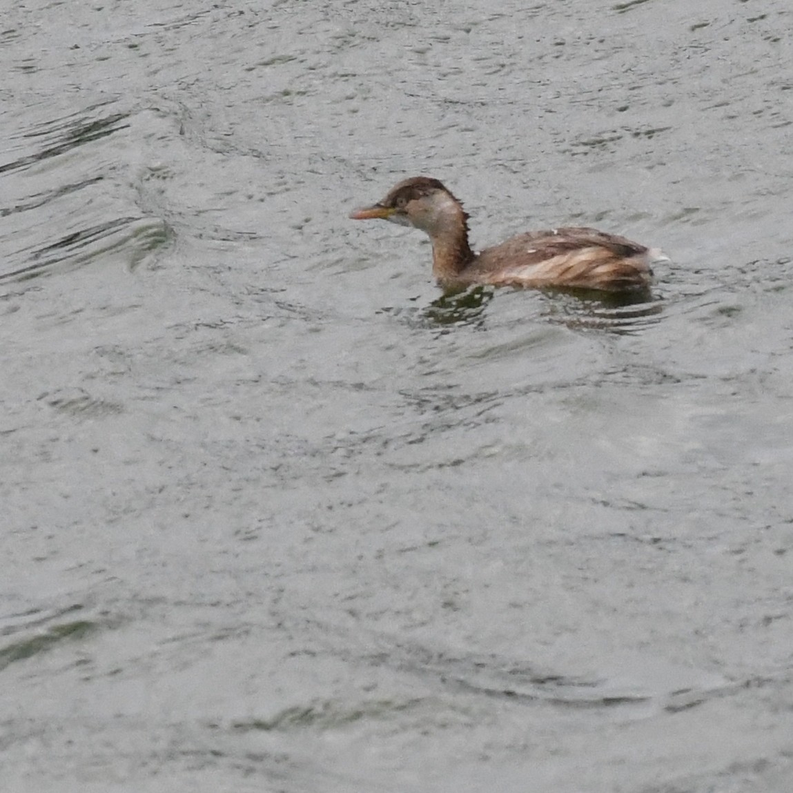 Пірникоза мала - ML645970558