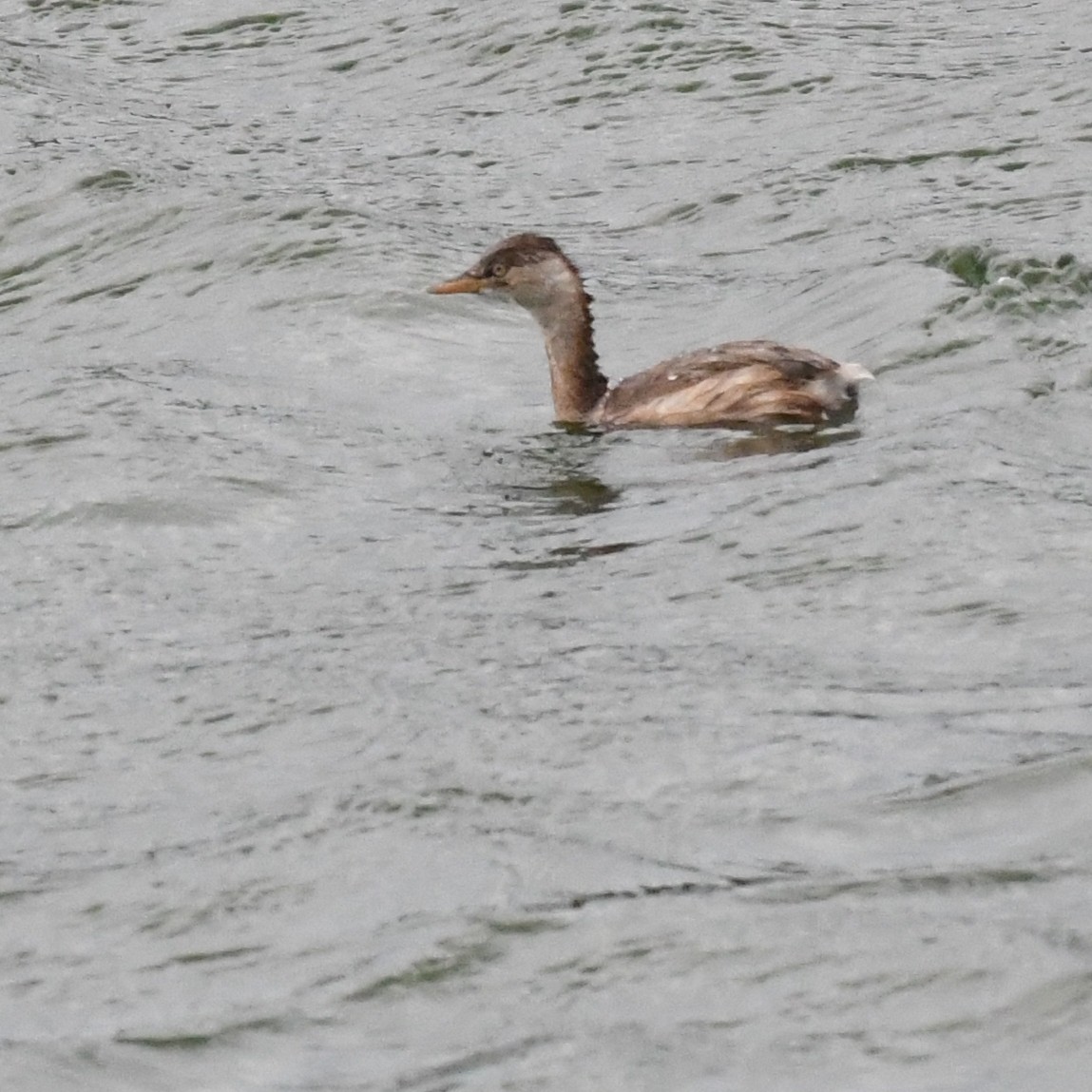 Пірникоза мала - ML645970559