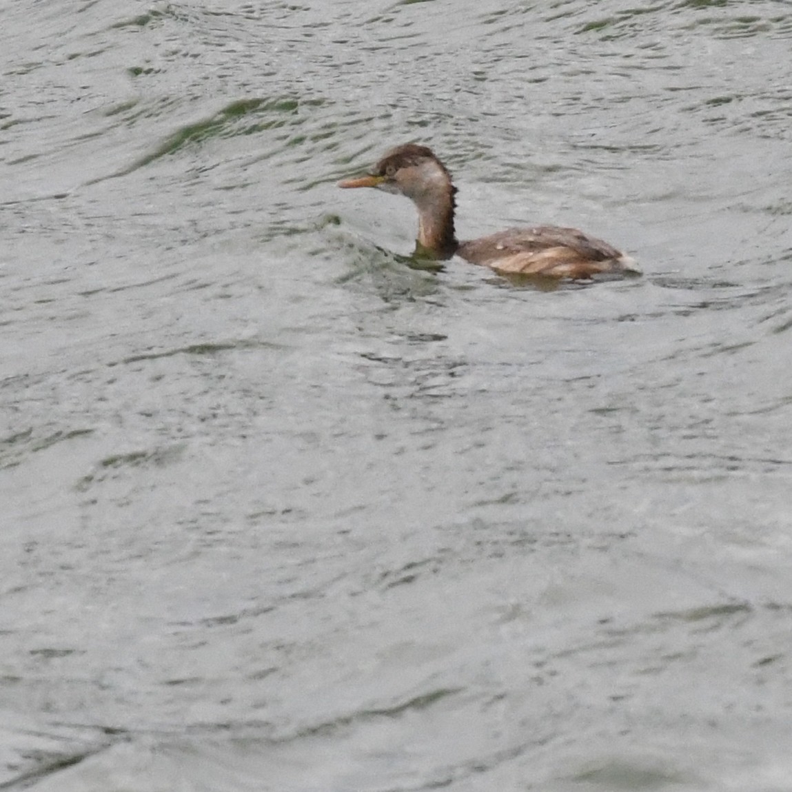 Пірникоза мала - ML645970560