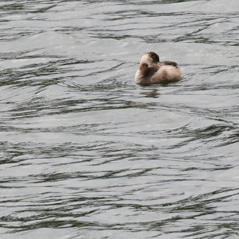 Пірникоза мала - ML645970562