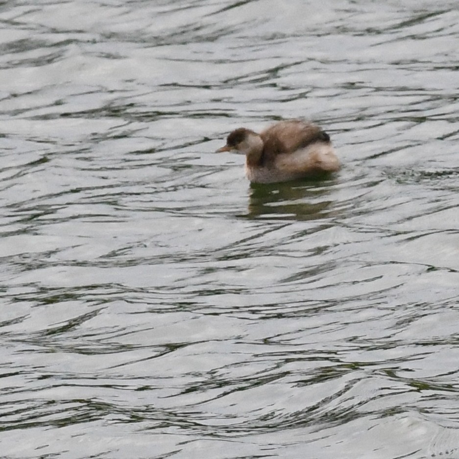 Пірникоза мала - ML645970563