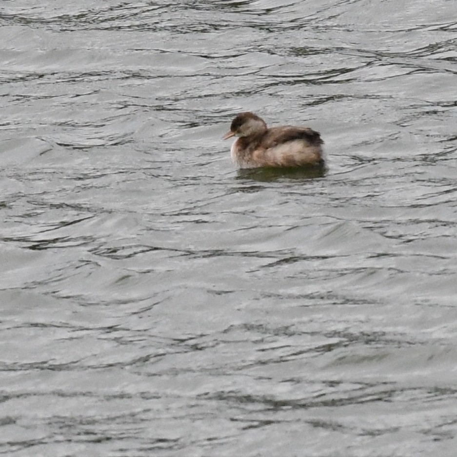 Пірникоза мала - ML645970565