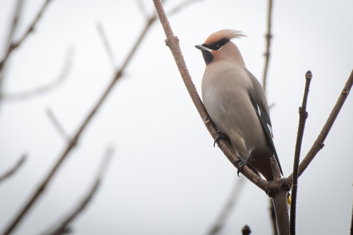 Омелюх звичайний - ML645970566