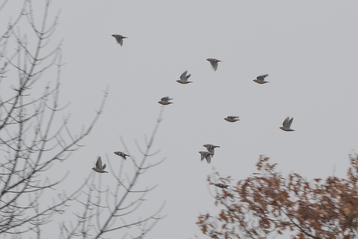 Омелюх звичайний - ML645970567