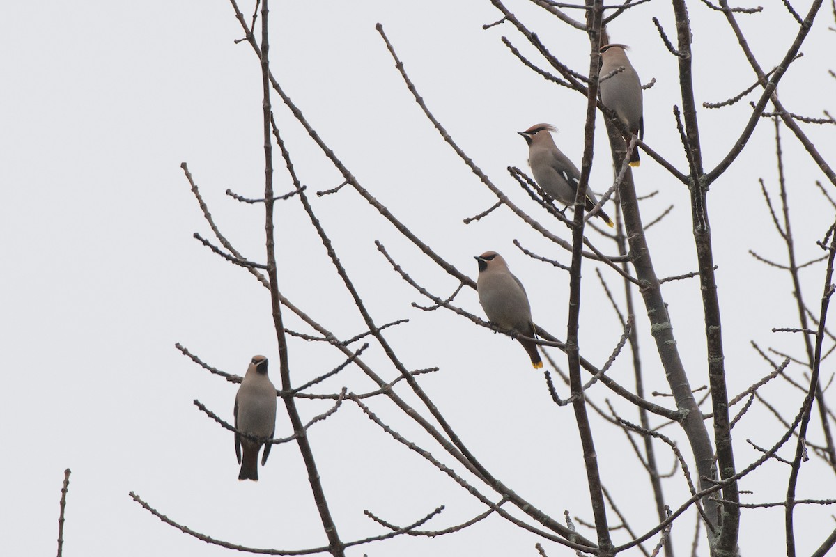 Омелюх звичайний - ML645970568