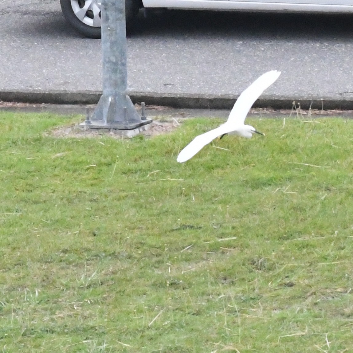 Чепура мала - ML645970569