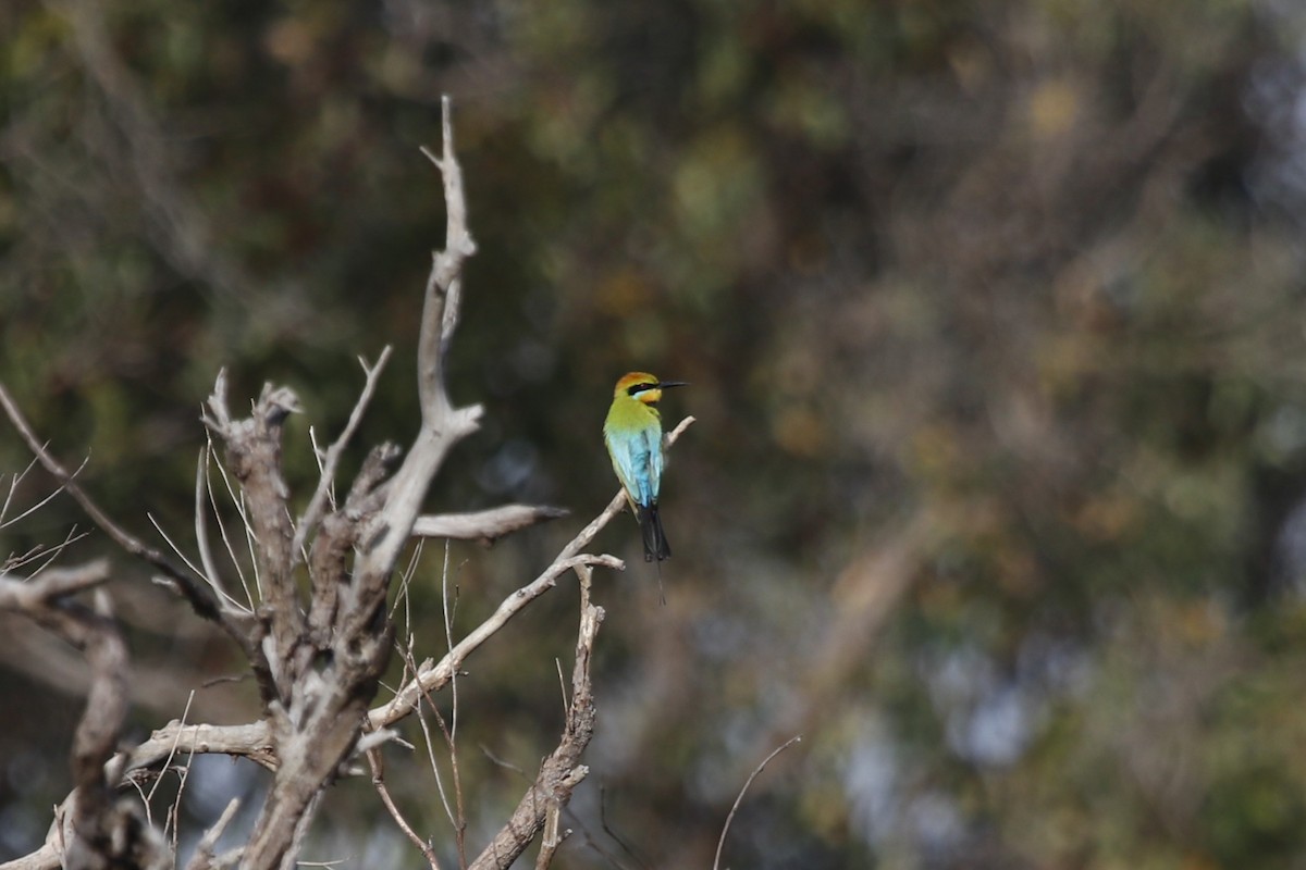 Бджолоїдка райдужна - ML645970572