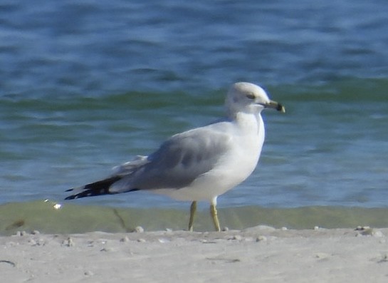 Мартин делаверський - ML645970573