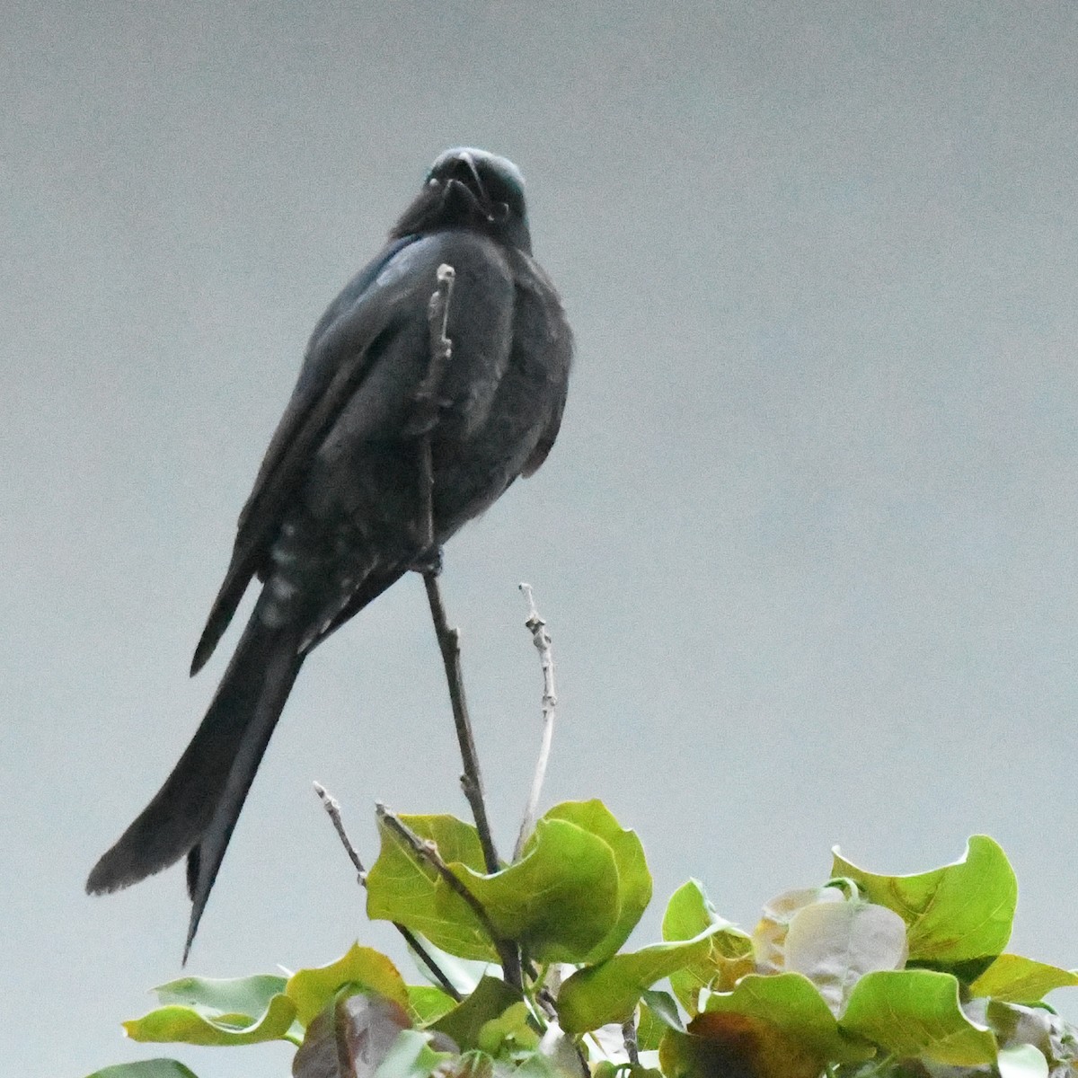 Дронго чорний - ML645970579