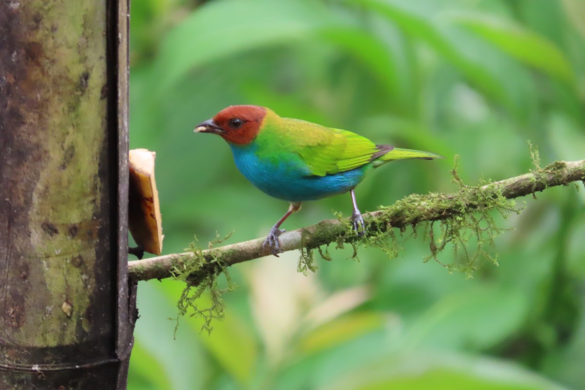 Гирола - ML645970580