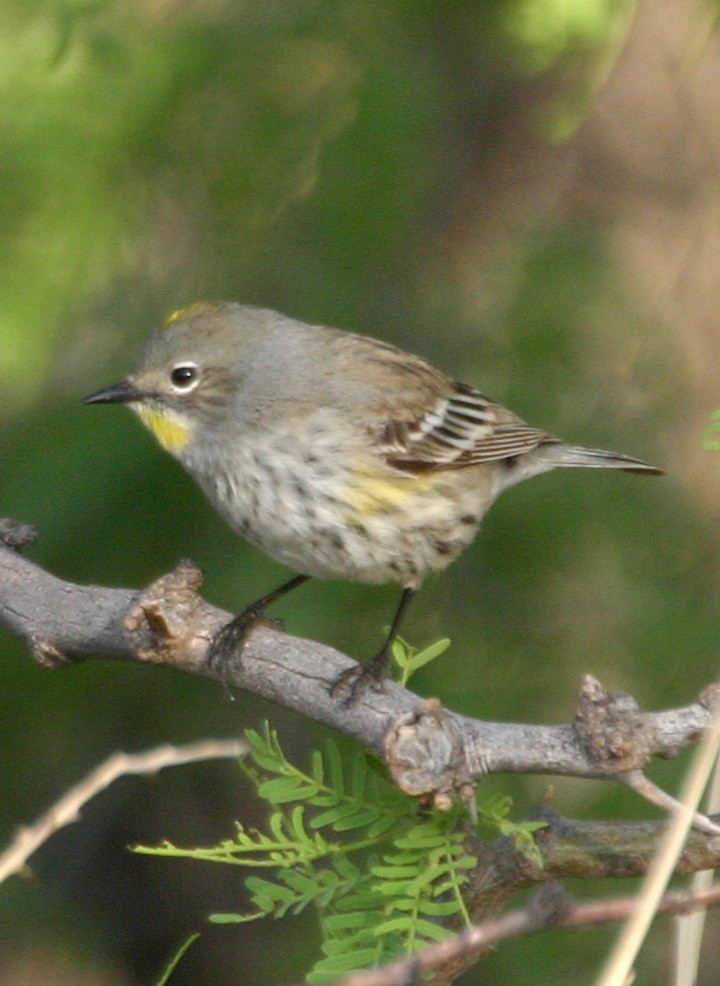 Пісняр-лісовик жовтогузий - ML645970583