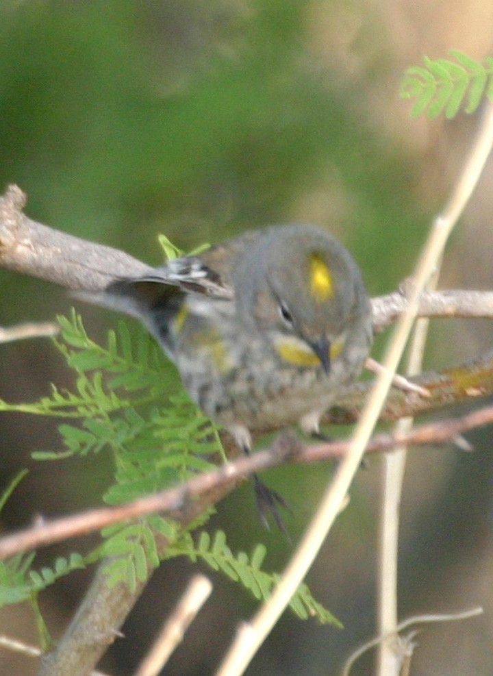 Пісняр-лісовик жовтогузий - ML645970584