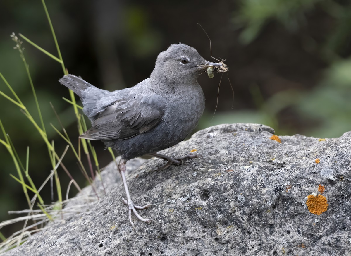 Пронурок сірий - ML645970585