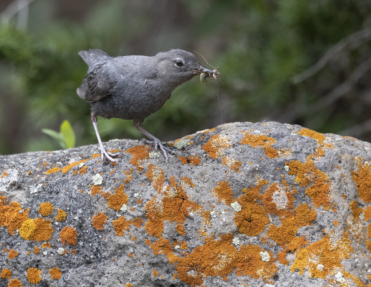 Пронурок сірий - ML645970590