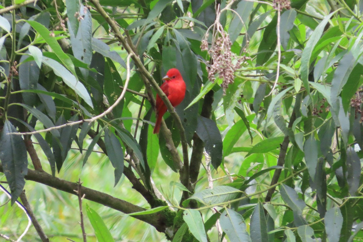 Піранга пломениста - ML645970591