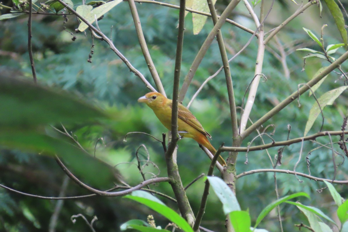 Піранга пломениста - ML645970592