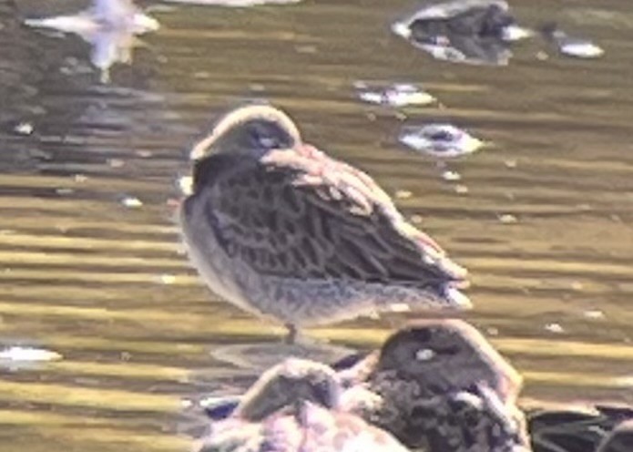 Неголь довгодзьобий - ML645970593