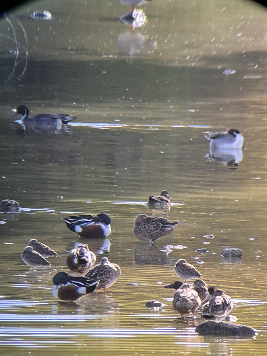 Неголь довгодзьобий - ML645970594