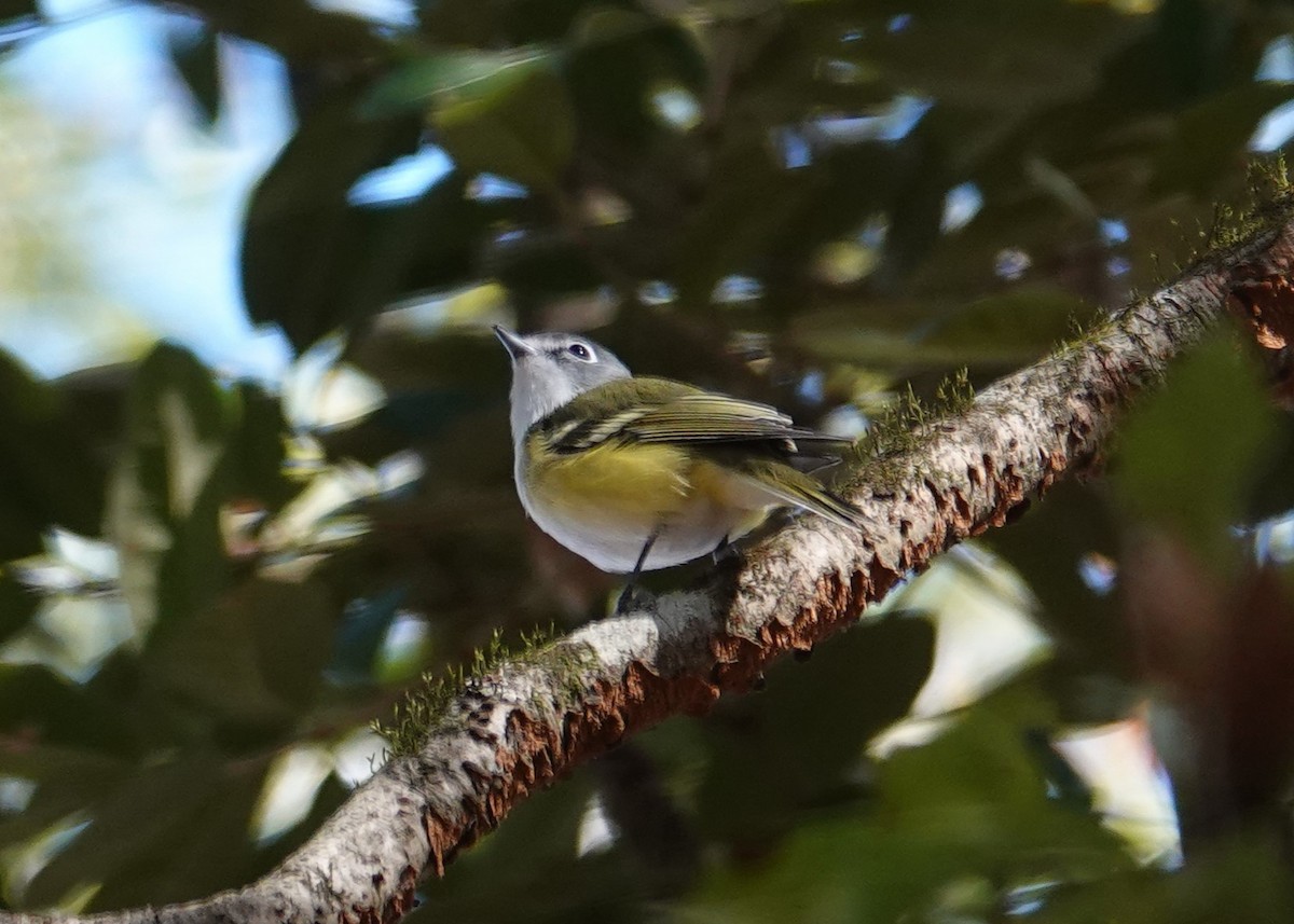 Віреон сизоголовий - ML645970595