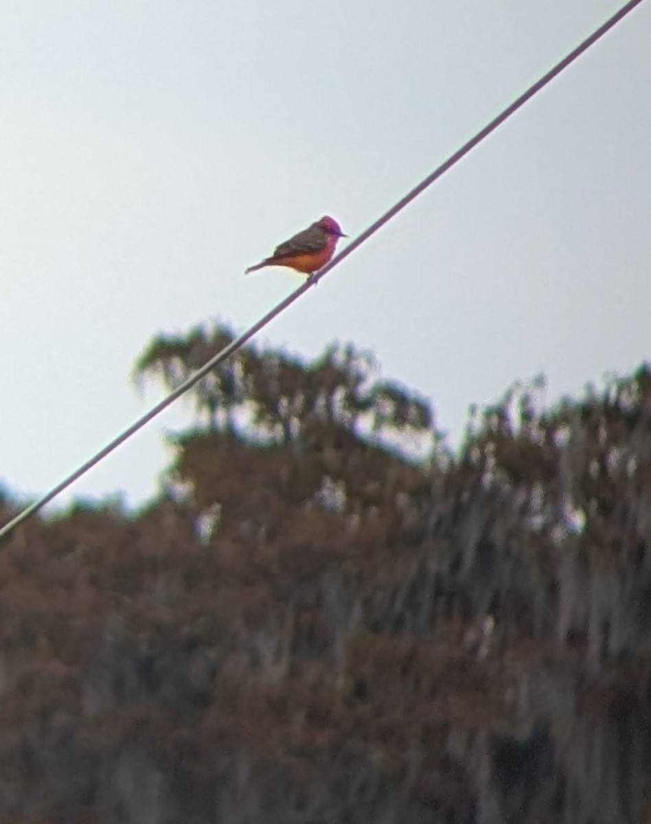 Москверо вогнистий - ML645970597